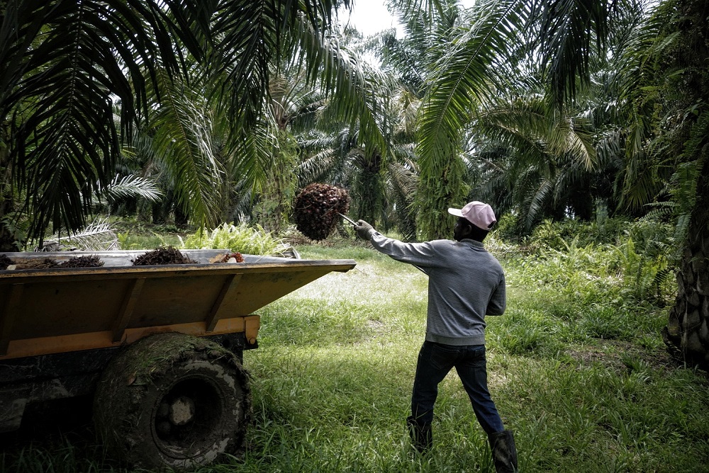 No choice but to hire Malaysian workers for now, deputy minister tells Sarawak oil palm players