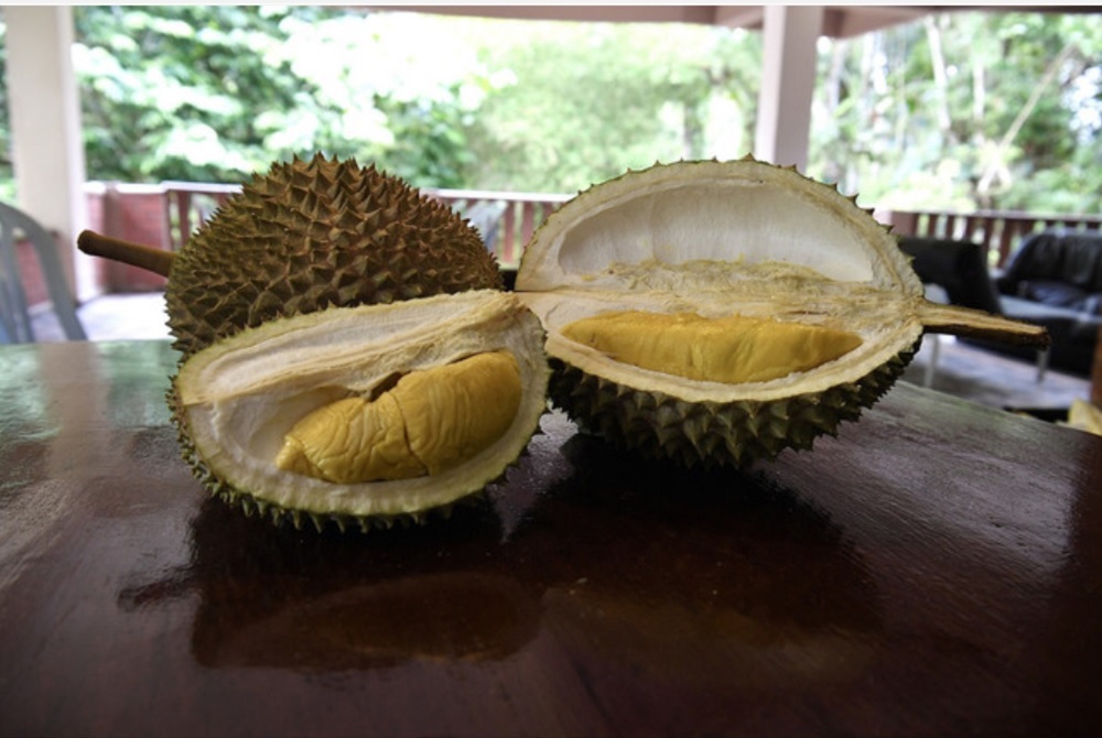 Musang King durian orchards: Pahang Forestry Dept to cooperate over any reports of wrongdoing