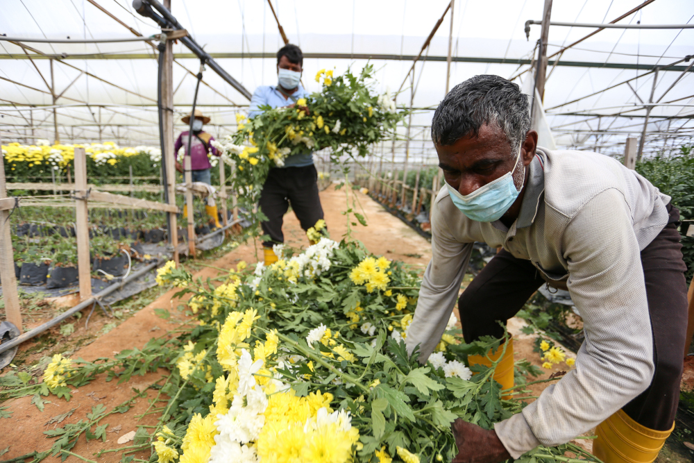Malaysia’s highland farmers fight for survival in Covid-19 pandemic