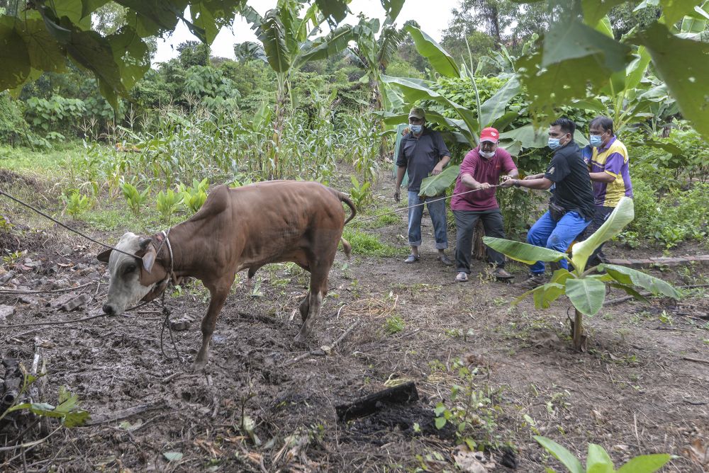Kelantan allows Aidiladha sacrificial rites at set locations