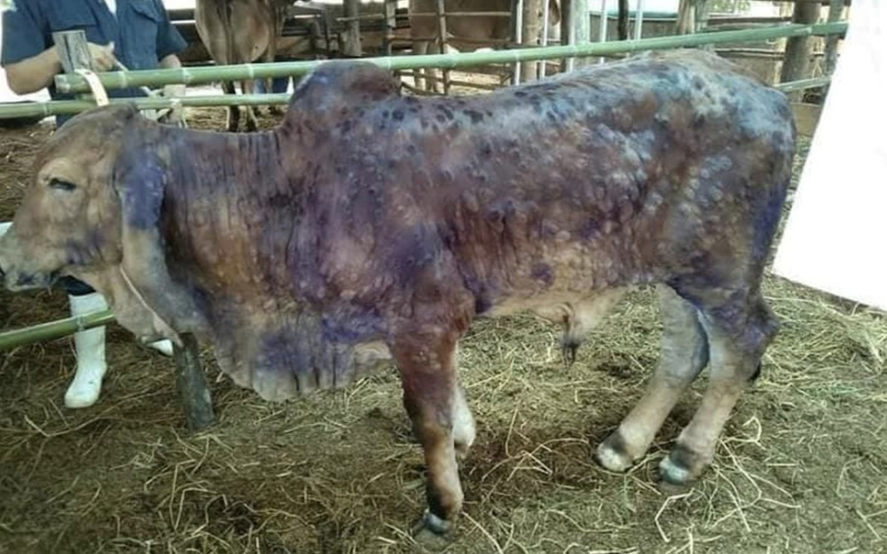 Agriculture Ministry actively tackling Lumpy Skin Disease infections among local cattle