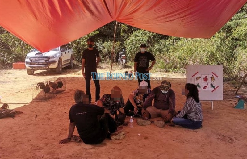Cops arrest six in Sarawak for suspected involvement in illegal cockfighting activities, violating SOP under NRP