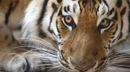 Perhilitan traps tiger believed to have attacked Orang Asli man in Kelantan