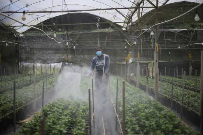 Sarawak ministry gets RM87m allocation to drive agricultural programmes