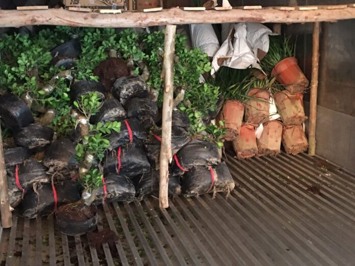 Johor quarantine and inspection officers seize 59,600 ornamental plants from China