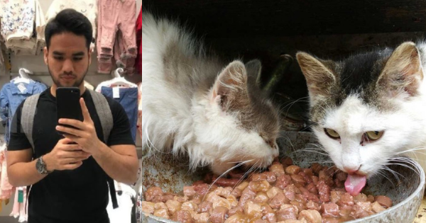 Berkat Bagi Kucing Liar Makan, Lelaki Ini Daripada Menganggur 
