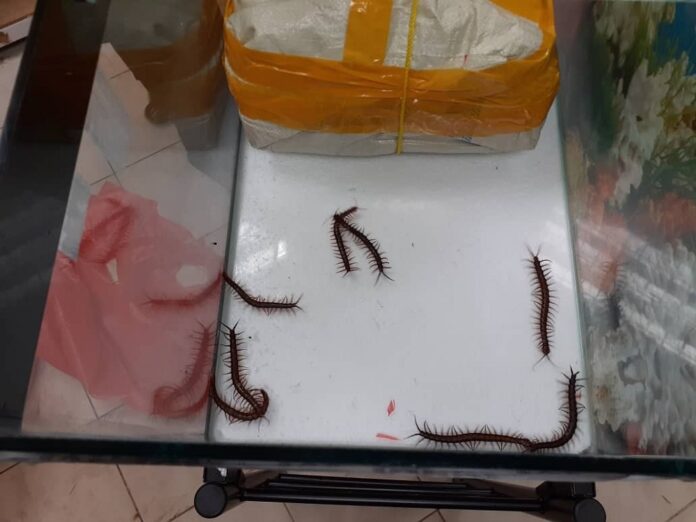 In JB, quarantine officers foil bid to smuggle in 1,000 live centipedes