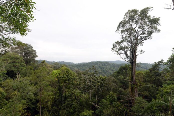 Penang set to receive second Unesco recognition with designation of Penang Hill as a biosphere reserve