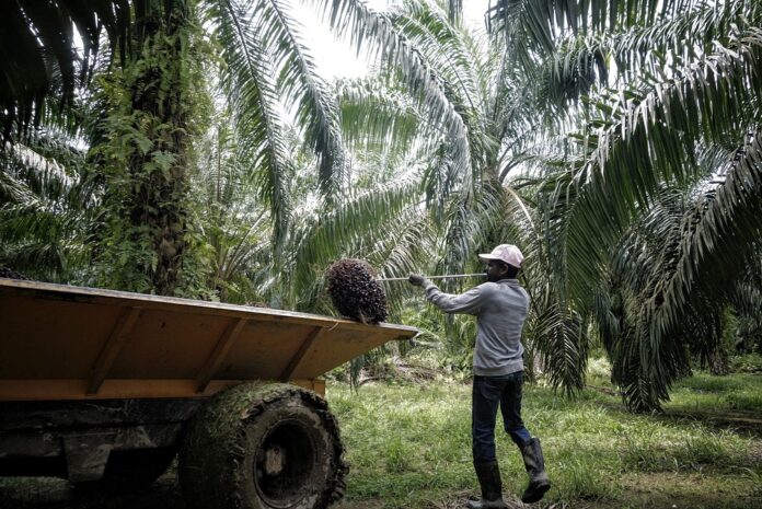 Palm oil plantation sector to get 32,000 foreign workers with strict SOP set, says minister