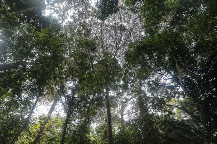Controversial two-million hectare Sabah forest carbon deal unlikely to go ahead, says source