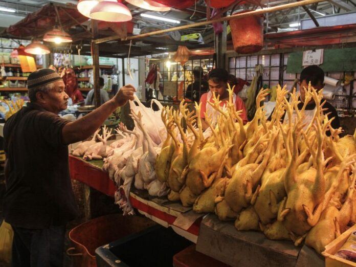Government allows frozen chicken import from Dec to Feb next year to alleviate shortages