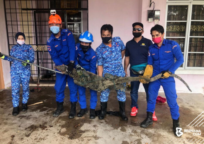 In Terengganu, Civil Defence Force capture 60kg monitor lizard at man's house