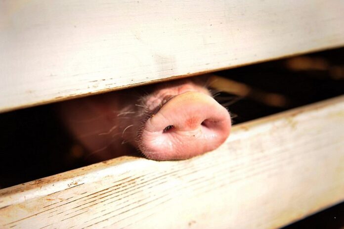 Veterinary Services Dept confirms African swine fever outbreak in Bidor, Sungkai and Jerantut