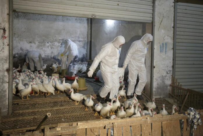 Bulgaria culls 39,000 chickens after bird flu outbreak