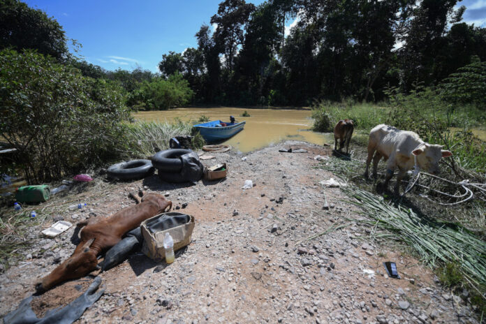 Pahang floods claim lives of over 17,000 livestock, pets