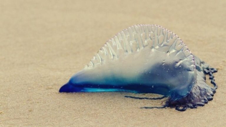Beachgoers in Terengganu advised to be careful of poisonous jellyfish