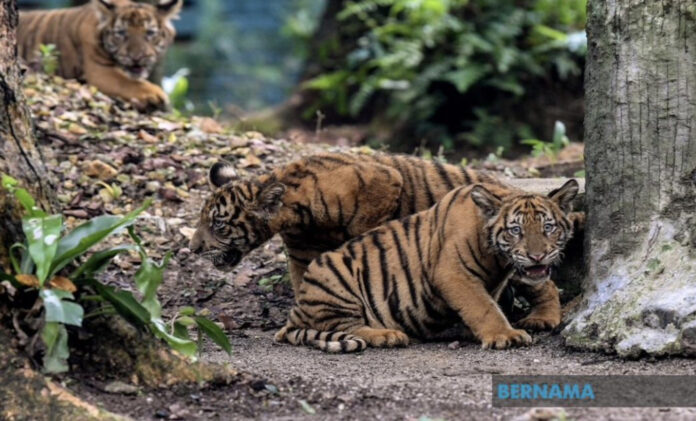 Ministers from tiger range countries reiterate commitment to boost tiger population, adopt KL joint statement