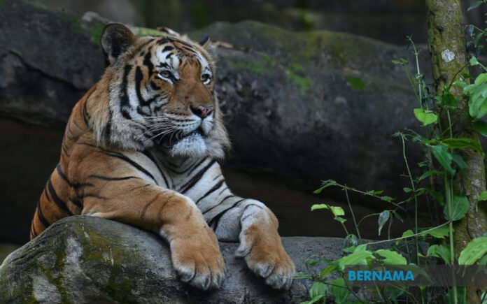 In Kelantan, Orang Asli seek increased safety controls due to tiger threat