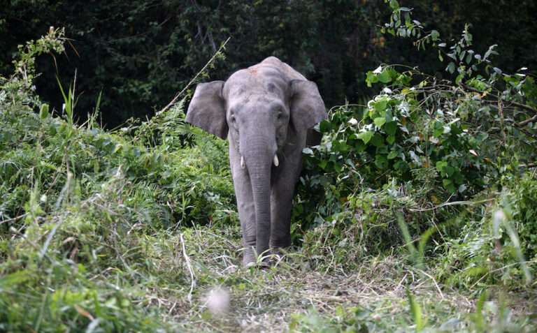 Bornean elephant population in Sabah smaller than previously thought, study finds
