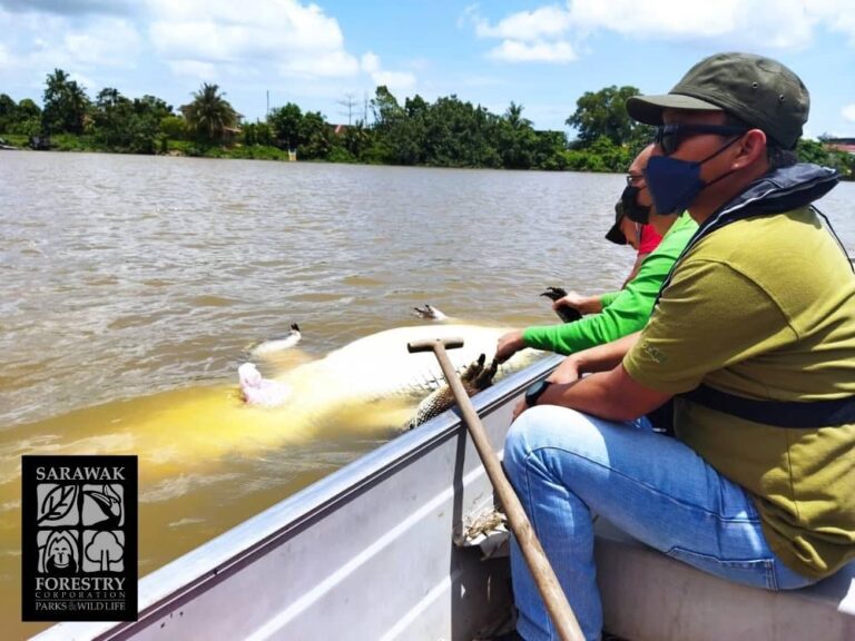 Sarawak Rivers Board employee finds dead 300kg crocodile floating near Satok Bridge in Sarawak