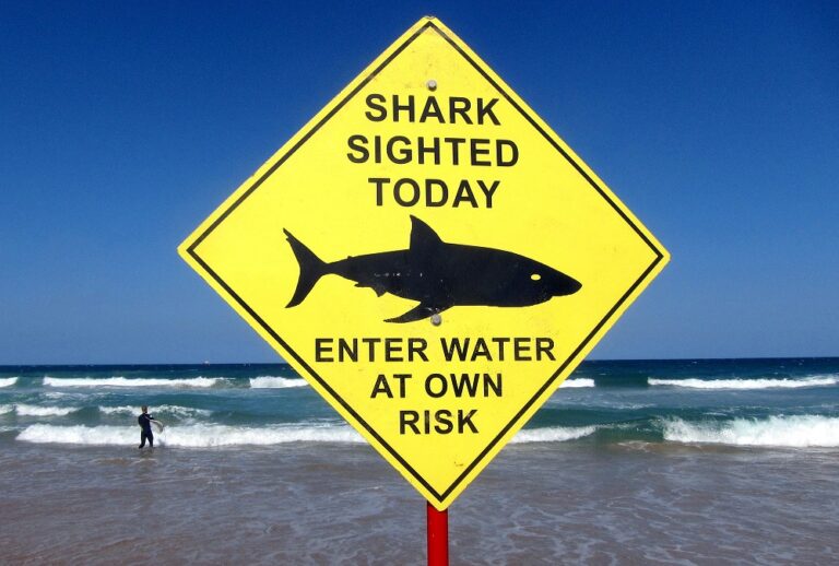 British diving instructor named as victim of fatal Sydney shark attack