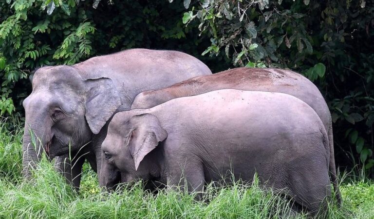 Perak Wildlife Dept: Faulty electrical fence allowed elephant entry into army camp