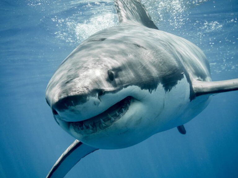 Shark attack kills swimmer in Sydney bay