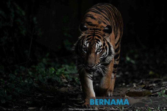 Tiger threat: Perhilitan to keep a lookout for predator at Jalan Simpang Pulai-Cameron Highlands