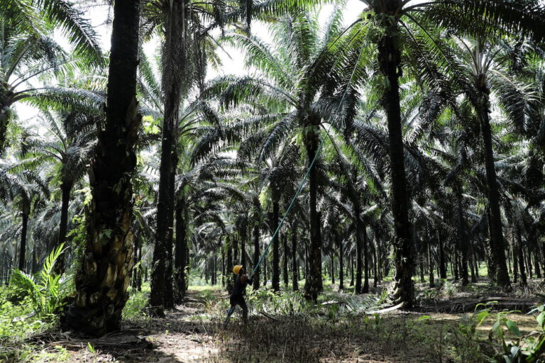 Manpower shortage cost Malaysia’s plantation sector RM20b last year, Dewan Rakyat told