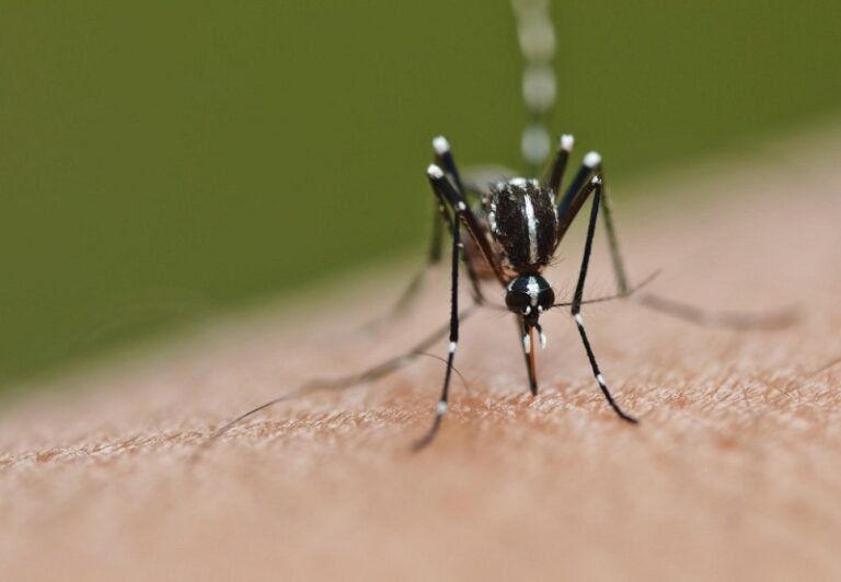 Covid curbs linked to 750,000 fewer dengue fever cases in 2020, study shows