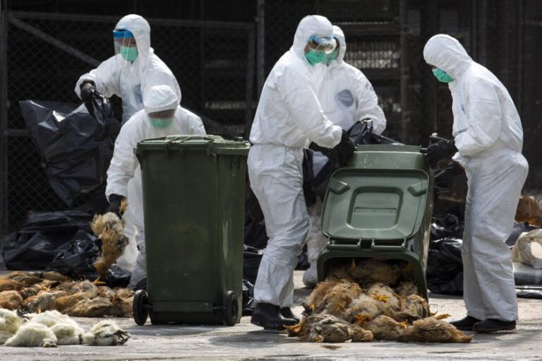 Rare upsurge in bird flu makes for worst-ever crisis in France