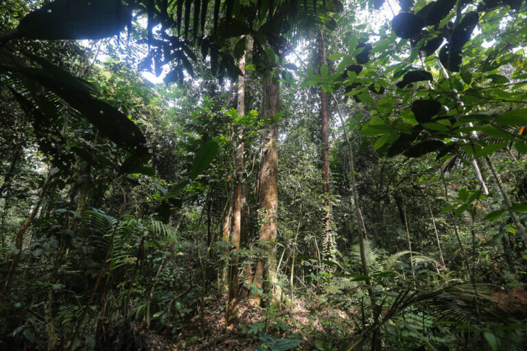 MB: Pahang Forestry Dept issued 40 permits for agriculture, livestock in permanent forest reserves in state