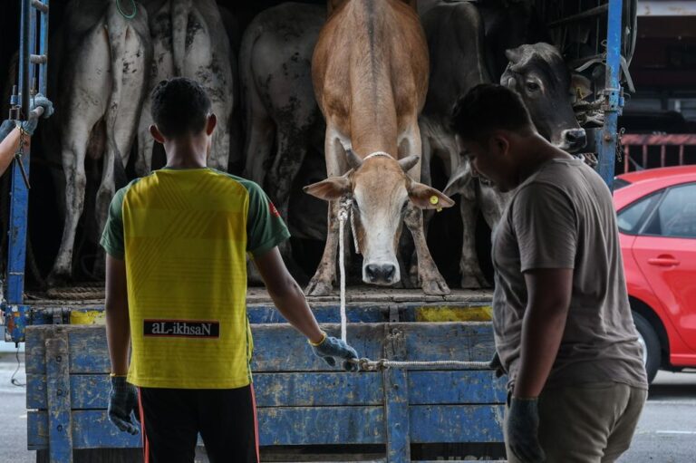 Malaysia lifts ban on cattle, buffalo imports from Thailand
