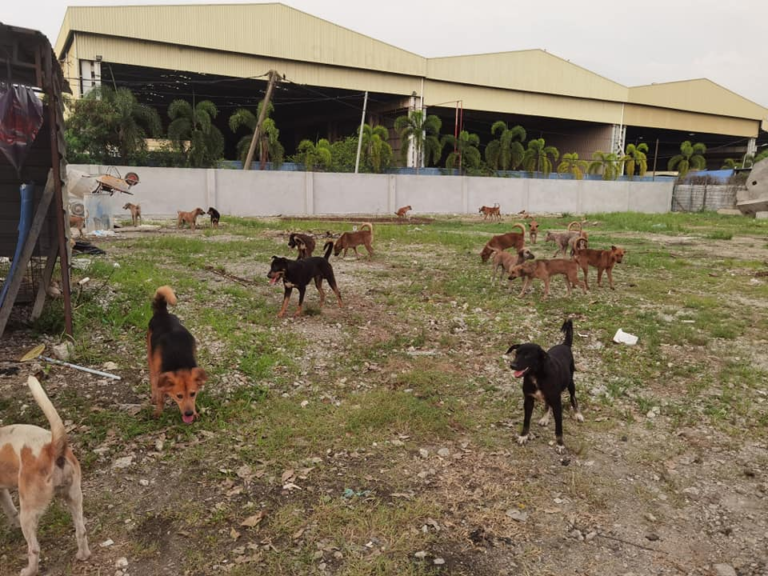 Facing eviction again, Manjung animal welfare reaching out to public for funds to move to new site (VIDEO)