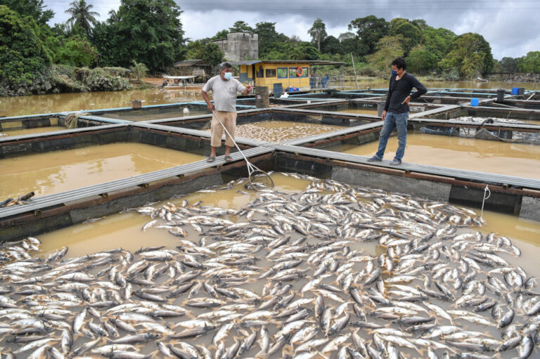 Floods: Terengganu agriculture sector’s estimated losses at over RM10m, says state exco