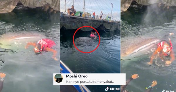 Syok Berenang Dengan Ikan, Sekali Wanita Ini Cuak Sikit Lagi Nak Kena 'Ngap' Masuk Mulut
