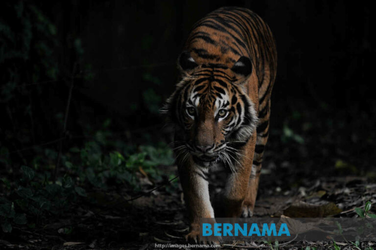 In Terengganu, food deliveryman claims he almost ended up as tiger’s dinner after animal tries to pounce on him