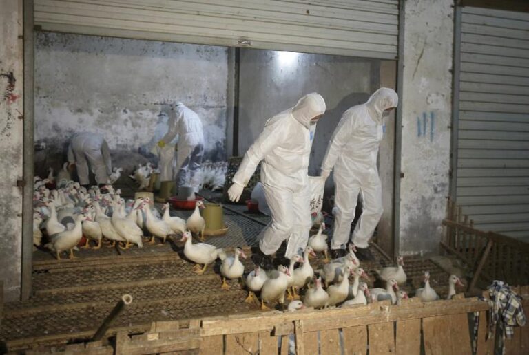 China reports first human case of H3N8 bird flu