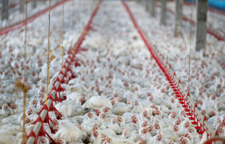 US reports its first human case of H5 bird flu