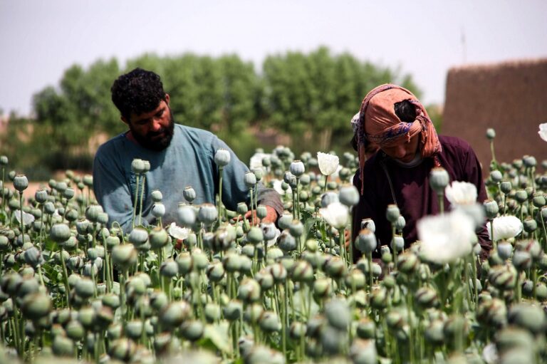 Taliban bans drug cultivation, including lucrative opium