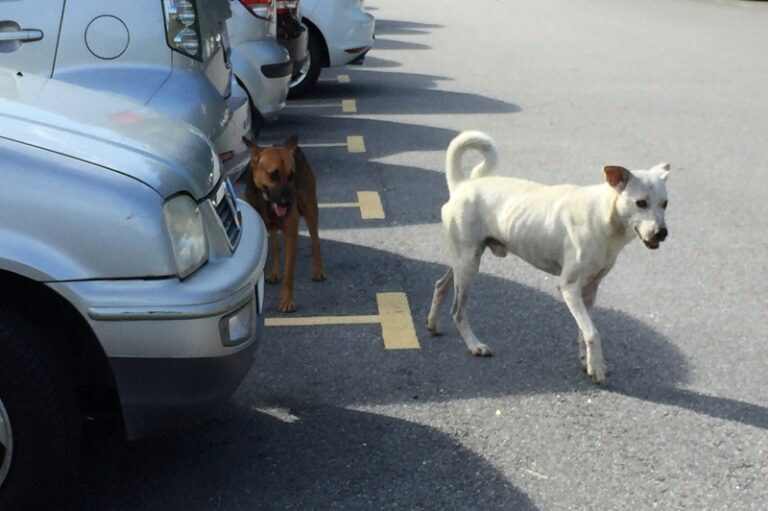 Veterinary Services Dept activates surveillance, sampling in Petaling district to detect rabies in stray dogs
