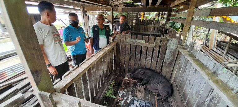 Distinct symptoms lead Nanga Ngungun farmers in Sarawak to suspect African Swine Fever as cause of pigs’ death