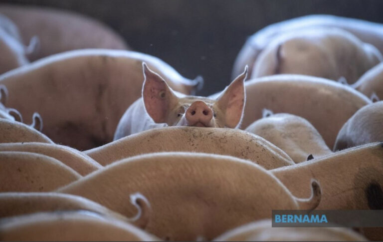 African Swine Fever detected in Negri Sembilan pig farm, says state exco