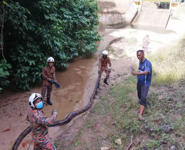 Perak Fire and Rescue Dept captures 50kg python in Lenggong