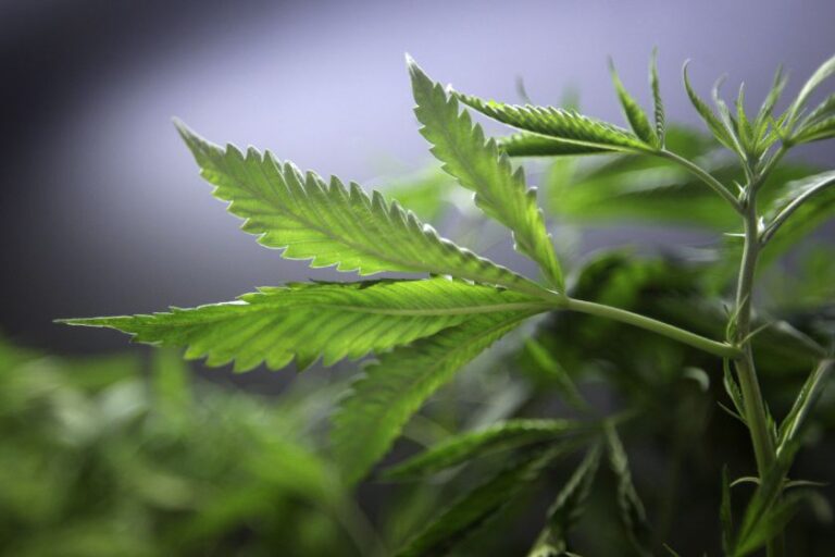 Bride, caterer arrested for lacing wedding food with pot