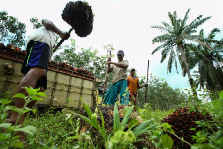 Report: Malaysia to get 32,000 workers after Raya to boost palm oil industry after Indonesia export ban