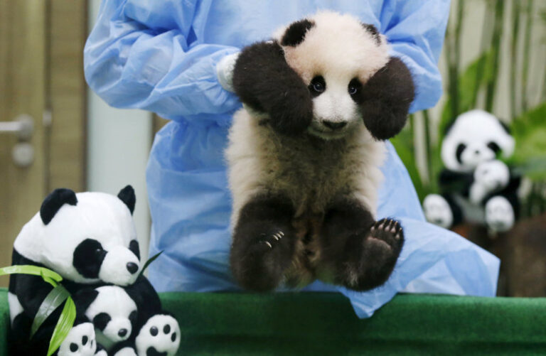 Zoo Negara: Govt’s right to decide third panda cub’s name