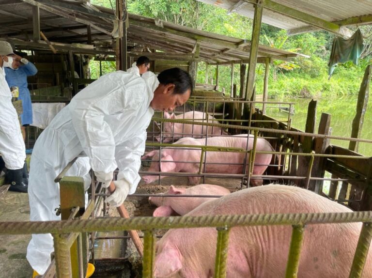 No new African Swine Fever infections, situation under control, says Sarawak minister
