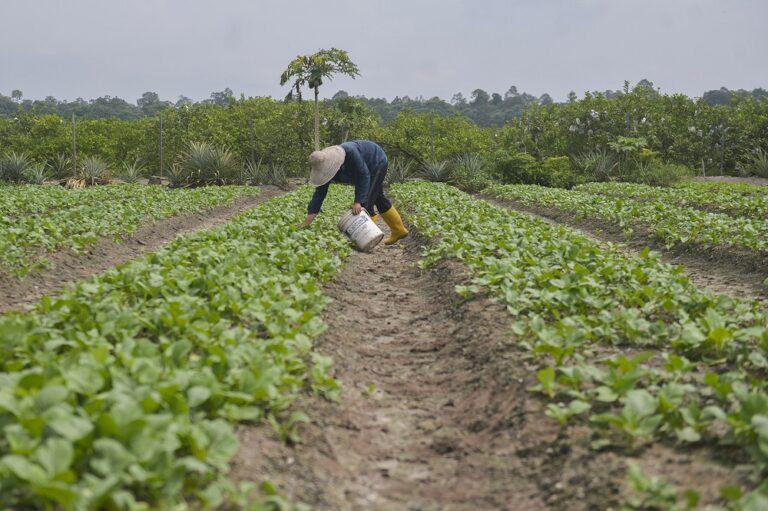 As fertiliser prices go up, farmers seek cash subsidy to offset costs
