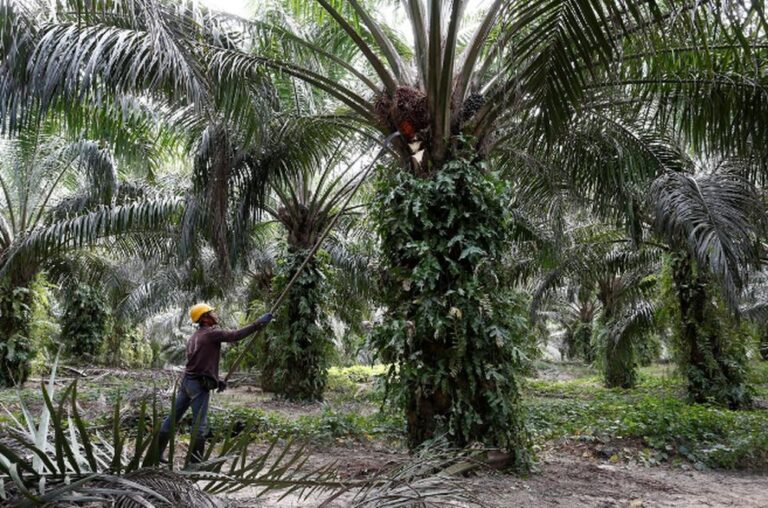 Report: Palm oil plantations at breaking point due to acute labour shortage